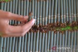 Pekerja menyelesaikan proses pelintingan rokok kretek tradisional di salah satu Industri Kecil Menengah IKM),  Kabupaten Aceh Besar, Aceh, Kamis (27/7/2023). Pemerintah menaikkan bersaran Dana Bagi Hasil Cukai Hasil Tembakau (DBH CHT) dari  Rp 4 triliun menjadi Rp6,5 triliun pada tahun 2023 dan dari total dana tersebut, provinsi Aceh  memperoleh DBH CHT sebersar 19,25 miliar yang salah satunya diperuntukan  membantu keberlangsungan  usaha petani dan pekerja industri tembakau. ANTARA FOTO/Ampelsa.