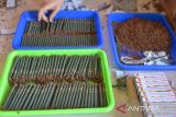 Pekerja menyelesaikan proses pelintingan rokok kretek tradisional di salah satu Industri Kecil Menengah IKM),  Kabupaten Aceh Besar, Aceh, Kamis (27/7/2023). Pemerintah menaikkan bersaran Dana Bagi Hasil Cukai Hasil Tembakau (DBH CHT) dari  Rp 4 triliun menjadi Rp6,5 triliun pada tahun 2023 dan dari total dana tersebut, provinsi Aceh  memperoleh DBH CHT sebersar 19,25 miliar yang salah satunya diperuntukan  membantu keberlangsungan  usaha petani dan pekerja industri tembakau. ANTARA FOTO/Ampelsa.