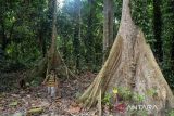 Hutan purba Ranjuri di SIgi