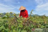 Seorang anggota kelompok tani memanen kacang hijau dan kacang kedelai  pada lahan sawah tadah hujan di daerah pedalaman kabupaten Aceh Besar, Aceh, Jumat (28/7/2023). Pemerintah menyiapkan anggaran senilai Rp8 triliun  yang akan dikucurkan mulai  Oktober hingga Desember 2023 untuk mengantisipasi kekurangan pangan dampak kekeringan yang ditimbulkan pengaruh El Nino guna membantu masyarakat. ANTARA/Ampelsa.
