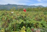 Seorang anggota kelompok tani memanen kacang hijau dan kacang kedelai  pada lahan sawah tadah hujan di daerah pedalaman kabupaten Aceh Besar, Aceh, Jumat (28/7/2023). Pemerintah menyiapkan anggaran senilai Rp8 triliun  yang akan dikucurkan mulai  Oktober hingga Desember 2023 untuk mengantisipasi kekurangan pangan dampak kekeringan yang ditimbulkan pengaruh El Nino guna membantu masyarakat. ANTARA/Ampelsa.