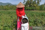 Seorang anggota kelompok tani memanen kacang hijau dan kacang kedelai  pada lahan sawah tadah hujan di daerah pedalaman kabupaten Aceh Besar, Aceh, Jumat (28/7/2023). Pemerintah menyiapkan anggaran senilai Rp8 triliun  yang akan dikucurkan mulai  Oktober hingga Desember 2023 untuk mengantisipasi kekurangan pangan dampak kekeringan yang ditimbulkan pengaruh El Nino guna membantu masyarakat. ANTARA/Ampelsa.