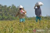 Dua anggota kelompok tani berisi hasil panen kacang hijau dan kacang kedelai di daerah pedalaman kabupaten Aceh Besar, Aceh, Jumat (28/7/2023). Pemerintah menyiapkan anggaran senilai Rp8 triliun  yang akan dikucurkan mulai  Oktober hingga Desember 2023 untuk mengantisipasi kekurangan pangan dampak kekeringan yang ditimbulkan pengaruh El Nino guna membantu masyarakat. ANTARA/Ampelsa.