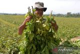 Seorang anggota kelompok tani memperlihatkan hasil panen kacang kedelai  di daerah pedalaman kabupaten Aceh Besar, Aceh, Jumat (28/7/2023). Pemerintah menyiapkan anggaran senilai Rp8 triliun  yang akan dikucurkan mulai  Oktober hingga Desember 2023 untuk mengantisipasi kekurangan pangan dampak kekeringan yang ditimbulkan pengaruh El Nino guna membantu masyarakat. ANTARA/Ampelsa.