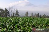 Pemkab Temanggung menjamin pabrik rokok beli tembakau petani