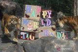 Dua ekor harimau sumatera (Panthera tigris sumatrae) berusaha memakan daging yang disediakan di dalam kardus saat peringatan Hari Harimau Sedunia di Batu Secret Zoo, Jawa Timur, Sabtu (29/7/2023). Kegiatan tersebut dilakukan sebagai pengingat atas ancaman kepunahan harimau sumatera sekaligus ajakan kepada masyarakat agar turut serta dalam gerakan pelestarian satwa itu.  ANTARA Jatim/Ari Bowo Sucipto/zk