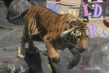 Seekor harimau sumatera (Panthera tigris sumatrae) melompat ke dalam kolam saat peringatan Hari Harimau Sedunia di Batu Secret Zoo, Jawa Timur, Sabtu (29/7/2023). Kegiatan tersebut dilakukan sebagai pengingat atas ancaman kepunahan harimau sumatera sekaligus ajakan kepada masyarakat agar turut serta dalam gerakan pelestarian satwa itu.  ANTARA Jatim/Ari Bowo Sucipto/zk