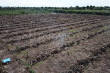 Deforestasi ribuan hektare, Suaka Margasatwa Rawa Singkil