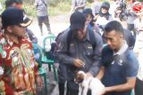 Pemkab Barsel laksanakan vaksin rabies tahap II