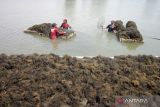 Petani memanen rumput laut jenis gracilaria di Jabon, Sidoarjo, Jawa Timur, Jumat (4/8/2023). Rumput laut hasil budi daya petani tersebut saat ini  telah diekspor ke Australia dan China. ANTARA Jatim/Umarul Faruq/zk 