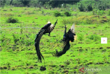 Dua burung merak hijau jantan (Pavo muticus) bertarung di Savana Sadengan, Taman Nasional Alas Purwo, Banyuwangi, Jawa Timur, Sabtu (5/8/2023). Pada saat musim kawin, kebiasaan merak jantan selain mengembangkan bulu ekornya untuk menarik perhatian merak betina juga bertarung sesama merak jantan untuk menguasai daerah teritorialnya. ANTARA FOTO/Budi Candra Setya/nym. 