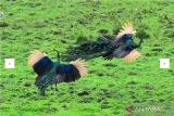 Dua burung merak hijau jantan (Pavo muticus) bertarung di Savana Sadengan, Taman Nasional Alas Purwo, Banyuwangi, Jawa Timur, Sabtu (5/8/2023). Pada saat musim kawin, kebiasaan merak jantan selain mengembangkan bulu ekornya untuk menarik perhatian merak betina juga bertarung sesama merak jantan untuk menguasai daerah teritorialnya. ANTARA FOTO/Budi Candra Setya/nym. 