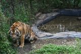 Seekor harimau Sumatera (Panthera tigris sumatrae) berada didalam kandang pusat penangkaran harimau Sumatera di Taman Safari Indonesia (TSI), Cisarua, Kabupaten Bogor, Jawa Barat, Kamis (3/8/2023). Pusat penangkaran tersebut memiliki 11 ekor harimau Sumatera yang merupakan hasil penyelamatan akibat konflik dengan manusia maupun hasil penangkaran di TSI Bogor. ANTARA FOTO/Arif Firmansyah/tom.