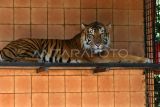 Seekor harimau Sumatera (Panthera tigris sumatrae) berada didalam kandang pusat penangkaran harimau Sumatera di Taman Safari Indonesia (TSI), Cisarua, Kabupaten Bogor, Jawa Barat, Kamis (3/8/2023). Pusat penangkaran tersebut memiliki 11 ekor harimau Sumatera yang merupakan hasil penyelamatan akibat konflik dengan manusia maupun hasil penangkaran di TSI Bogor. ANTARA FOTO/Arif Firmansyah/tom.