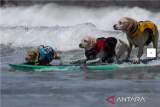 Dua ekor anjing bernama Derby dan Teddy berkompetisi pada World Dog Surfing Championships di Pacifica, California, AS (5/8/2023). ANTARA FOTO/REUTERS/Carlos Barria/tom. 