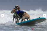 Dua ekor anjing bernama Derby dan Teddy berkompetisi pada World Dog Surfing Championships di Pacifica, California, AS (5/8/2023). ANTARA FOTO/REUTERS/Carlos Barria/tom. 
