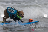 Seekor anjing bernama Carson berkompetisi pada World Dog Surfing Championships di Pacifica, California, AS (5/8/2023). ANTARA FOTO/REUTERS/Carlos Barria/tom. 