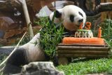 Seekor Giant Panda (Ailuropoda melanoleuca) bernama Cai Tao memakan wortel saat perayaan ulang tahun di Istana Panda, Taman Safari Indonesia, Cisarua, Kabupaten Bogor, Jawa Barat, Sabtu (5/8/2023). TSI menggelar perayaan ulang tahun Giant Panda Cai Tao ke-13 yang merupakan Giant Panda hasil diplomasi antara pemerintah Tiongkok dengan Indonesia untuk dipelihara dan dikembangbiakkan sejak tahun 2017. ANTARA FOTO/Arif Firmansyah/aww.