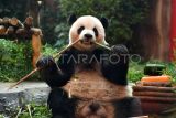 Seekor Giant Panda (Ailuropoda melanoleuca) bernama Cai Tao memakan wortel saat perayaan ulang tahun di Istana Panda, Taman Safari Indonesia, Cisarua, Kabupaten Bogor, Jawa Barat, Sabtu (5/8/2023). TSI menggelar perayaan ulang tahun Giant Panda Cai Tao ke-13 yang merupakan Giant Panda hasil diplomasi antara pemerintah Tiongkok dengan Indonesia untuk dipelihara dan dikembangbiakkan sejak tahun 2017. ANTARA FOTO/Arif Firmansyah/aww.