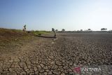 Petani merapihkan selang air yang tidak terpakai akibat waduk mengering di Juntinyuat, Indramayu, Jawa Barat, Selasa (7/8/2023). Pemerintah menyiapkan anggaran lebih dari Rp8 triliun untuk mengantisipasi kekurangan pangan dampak kekeringan akibat pengaruh El Nino yang diprediksi terjadi pada Agustus-September 2023. ANTARA FOTO/Dedhez Anggara/agr
