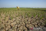 Petani melihat kondisi sawahnya yang rusak akibat kekeringan di Juntinyuat, Indramayu, Jawa Barat, Selasa (7/8/2023). Pemerintah menyiapkan anggaran lebih dari Rp8 triliun untuk mengantisipasi kekurangan pangan dampak kekeringan akibat pengaruh El Nino yang diprediksi terjadi pada Agustus-September 2023. ANTARA FOTO/Dedhez Anggara/agr
