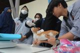 Anggota komunitas pecinta kucing  yang tergabung dalam Indonesia Cat Association (ICA) dan Cat Lovers memberikan suntikan vitamin dan obat radang kepada kucing liar di pusat perbelanjaan Banda Aceh, Aceh, Senin (7/8/2023). Kegiatan yang berlangsung dalam rangka peringatan Hari Kucing Internasional tersebut, salah satu upaya untuk pencegahan penyakit rabies.  ANTARA FOTO/Ampelsa.