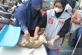 Anggota komunitas pecinta kucing  yang tergabung dalam Indonesia Cat Association (ICA) dan Cat Lovers bersiap memberikan suntikan vitamin dan obat radang kepada kucing liar di pusat perbelanjaan Banda Aceh, Aceh, Senin (7/8/2023). Kegiatan yang berlangsung dalam rangka peringatan Hari Kucing Internasional tersebut, salah satu upaya untuk pencegahan penyakit rabies.  ANTARA FOTO/Ampelsa.