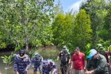 Lantamal VIII-PLN tingkatkan hutan mangrove wilayah DPSP Likupang