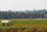 Lampung targetkan surplus padi capai satu juta ton di akhir tahun