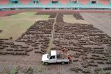 Foto udara pekerja melakukan renovasi pergantian rumput Stadion Pakansari, Kabupaten Bogor, Jawa Barat, Kamis (10/8/2023). Pemerintah Kabupaten Bogor melakukan renovasi rumput serta sistem drainase Stadion Pakansari dengan anggaran Rp1,9 miliar, dan ditarget selesai Desember 2023. ANTARA FOTO/Yulius Satria Wijaya/Spt.
