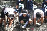 Balikpapan menanam bakau hasil dari konversi sampah