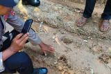 Harimau sumatera mangsa anak sapi di Aceh Timur