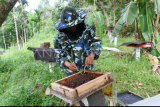 Panen madu gala-gala di Padang