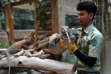 Perawat satwa mengangkat seekor anak komodo (Varanus komodoensis) saat acara pemberangkatan komodo menuju habitat aslinya di Taman Safari Indonesia (TSI), Cisarua, Kabupaten Bogor, Jawa Barat, Senin (14/8/2023). Kementerian Lingkungan Hidup dan Kehutanan bekerja sama dengan TSI Bogor dan PT Smelting memberangkatkan sebanyak 6 ekor komodo yang merupakan hasil pengembangbiakan di TSI Bogor untuk dilepasliarkan ke cagar alam Wae Wuul, Nusa Tenggara Timur. ANTARA FOTO/Arif Firmansyah/hp.
