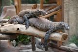 Dua ekor anak komodo (Varanus komodoensis) berada di dalam kandang exhibit saat acara pemberangkatan komodo menuju habitat aslinya di Taman Safari Indonesia (TSI), Cisarua, Kabupaten Bogor, Jawa Barat, Senin (14/8/2023). Kementerian Lingkungan Hidup dan Kehutanan bekerja sama dengan TSI Bogor dan PT Smelting memberangkatkan sebanyak 6 ekor komodo yang merupakan hasil pengembangbiakan di TSI Bogor untuk dilepasliarkan ke cagar alam Wae Wuul, Nusa Tenggara Timur. ANTARA FOTO/Arif Firmansyah/hp.