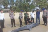 Paus yang terdampar di Pantai Lingga dikubur