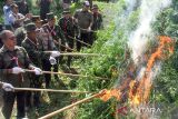 Deputi Pemberantasan Narkotika Irjen Pol  I Wayan Sugiri, (ketiga kanan) bersama personel lainnya membakar batang ganja dalam operasi pemusnahan ladang ganja di Desa Teupin Rusep, Sawang, Kabupaten Aceh Utara, Aceh, Rabu (16/8/2023). Operasi gabungan BNN RI,TNI-Polri dan Bea Cukai dalam rangka menyambut HUT ke-78 kemerdekan RI tersebut ditemukan seluas 4,5 hektare ladang ganja, tersebar di 11 titik lokasi dengan tanaman ganja lebih dari 21 ribu batang atau sekitar 20 ton yang kemudian dimusnahkan dengan cara dibakar. ANTARA/Rahmad