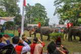 Gajah Sumatra (Elephas maximus sumatranus) mengerek tali Bendera Merah Putih menggunakan belalainya saat menjadi petugas upacara HUT ke-78 Kemerdekaan RI di lapangan BBKSDA Riau, di Pekanbaru, Riau, Kamis (17/8/2023). Balai Besar Konservasi Sumber Daya Alam (BBKSDA) Riau melibatkan tiga ekor gajah sumatra terlatih untuk menjadi petugas upacara HUT RI. ANTARA FOTO/Rony Muharrman/aww.