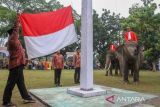 Gajah Sumatra (Elephas maximus sumatranus) mengerek tali Bendera Merah Putih menggunakan belalainya saat menjadi petugas upacara HUT ke-78 Kemerdekaan RI di lapangan BBKSDA Riau, di Pekanbaru, Riau, Kamis (17/8/2023). Balai Besar Konservasi Sumber Daya Alam (BBKSDA) Riau melibatkan tiga ekor gajah sumatra terlatih untuk menjadi petugas upacara HUT RI. ANTARA FOTO/Rony Muharrman/aww.