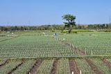 Petani bawang merah di Kulon Progo dapat bantuan pupuk