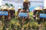 Tekan inflasi di Lampung dengan desa mandiri benih