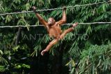 Seekor anak orangutan Sumatera (Pongo abelii) bergelantungan di kandang Taman Safari Indonesia, Cisarua, Kabupaten Bogor, Jawa Barat, Sabtu (19/8/2023). Tanggal 19 Augustus diperingati sebagai Hari Orangutan Sedunia untuk menjadi pengingat terhadap ancaman yang dihadapi spesies tersebut mulai kebakaran hutan hingga perburuan hewan. ANTARA FOTO/Arif Firmansyah/foc.
