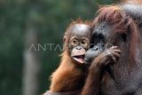 Anak orangutan Sumatera (Pongo abelii) bersama induknya didalam kandang Taman Safari Indonesia, Cisarua, Kabupaten Bogor, Jawa Barat, Sabtu (19/8/2023). Tanggal 19 Augustus diperingati sebagai Hari Orangutan Sedunia untuk menjadi pengingat terhadap ancaman yang dihadapi spesies tersebut mulai kebakaran hutan hingga perburuan hewan. ANTARA FOTO/Arif Firmansyah/foc.
