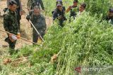 Plt Direktur Narkotika BNN Kombes Pol Guntur Aryo Tejo (dua kiri) menyulut api ke tanaman ganja saat memimpin operasi lanjutan pemusnahan ladang ganja di Desa Blang Manyak, Kecamatan Sawang, Aceh Utara, Aceh, Senin (21/8/2023). Dalam operasi itu petugas menemukan ladang ganja seluas 1,2 hektare dengan lebih dari 11.000 batang pohon ganja siap panen atau sekitar 5 ton yang kemudian dimusnahkan dengan cara dibakar. ANTARA/Rahmad
