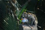 Dua ekor kera ekor panjang (Macaca fascicularis) memakan sampah saat mencari makan di kawasan mangrove Padang Sarai, Kota Padang, Sumatera Barat, Rabu (23/8/2023). Kawanan kera penghuni hutan mangrove tersebut memilih mencari makan di tumpukan sampah warga yang dibuang dekat pemukiman. ANTARA FOTO/Iggoy el Fitra/rwa. 