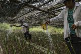 Yayasan Bambu sebut 10 kabupaten di NTT berpotensi kembangkan agroekologi