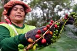 Petani memetik buah kopi arabika gayo di Takengon, Kabupaten Aceh Tengah, Provinsi Aceh, Sabtu (26/8/2023). Kopi dan tembakau merupakan dua komoditi andalan Aceh dari dataran tinggi Gayo yang sudah mendunia.  (ANTARA FOTO/FB Anggoro)