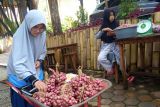Seorang petani kreasikan bawang merah kepang jadi oleh-oleh khas Alahan Panjang paling diminati wisatawan