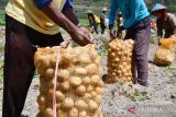 Sejumlah pekerja memanen kentang di ladang milik petani di Plaosan, Magetan, Jawa Timur, Sabtu (26/8/2023). Kentang hasil panen tersebut selanjutnya dijual untuk memenuhi kebutuhan bahan baku keripik kentang ke pabrik makanan ringan di Jakarta dengan harga Rp8.600 per kilogram. ANTARA Jatim/Siswowidodo/ZK