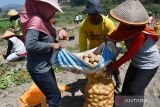 Sejumlah pekerja memanen kentang di ladang milik petani di Plaosan, Magetan, Jawa Timur, Sabtu (26/8/2023). Kentang hasil panen tersebut selanjutnya dijual untuk memenuhi kebutuhan bahan baku keripik kentang ke pabrik makanan ringan di Jakarta dengan harga Rp8.600 per kilogram. ANTARA Jatim/Siswowidodo/ZK